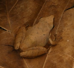 Pristimantis ramagii