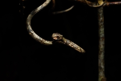 Aplopeltura boa