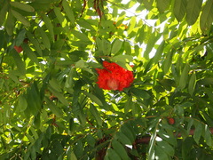 Brownea grandiceps