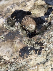 Lottia gigantea