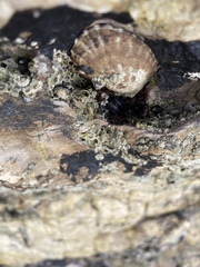 Lottia gigantea