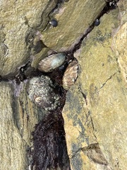 Lottia gigantea