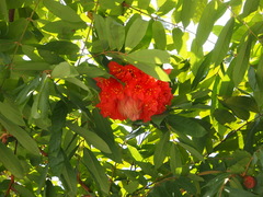 Brownea grandiceps