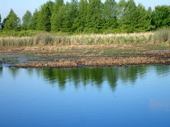 Cyperus blepharoleptos