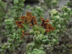 Heliotropium pycnophyllum