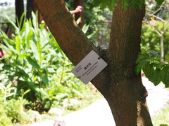 Brownea grandiceps