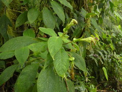 Centropogon nigricans