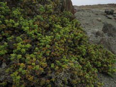 Heliotropium pycnophyllum