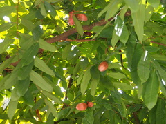 Brownea grandiceps