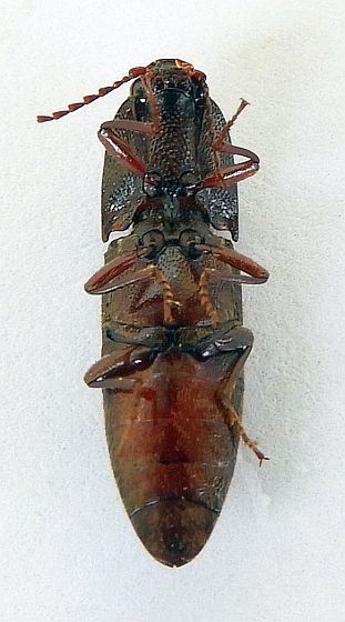 Melanotus similis