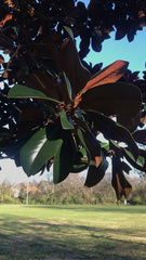 Magnolia grandiflora