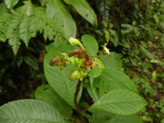 Burmeistera multiflora