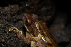 Polypedates leucomystax