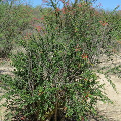 Fouquieria macdougalii