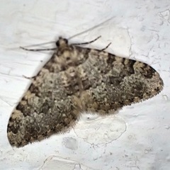 Nebula ibericata