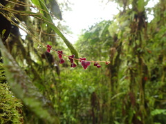 Stelis argentata