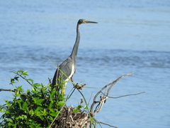 Egretta tricolor