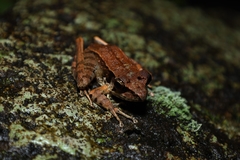 Wijayarana