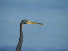 Egretta tricolor