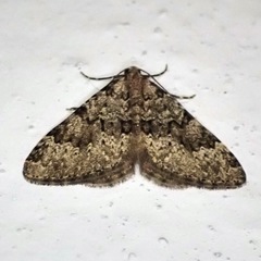 Nebula ibericata