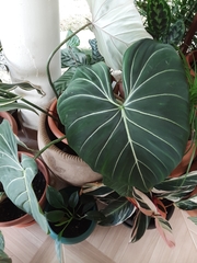 Philodendron gloriosum