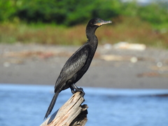 Nannopterum brasilianum