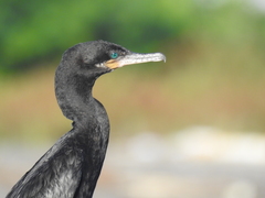 Nannopterum brasilianum