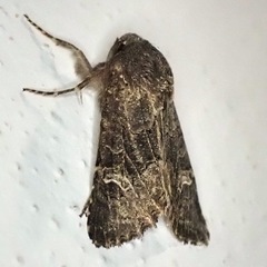 Aporophyla chioleuca