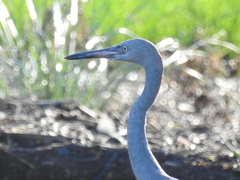 Egretta rufescens