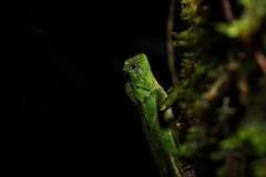Gonocephalus kuhlii