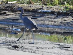 Egretta rufescens