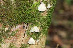 Campanella junghuhnii