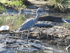 Egretta rufescens