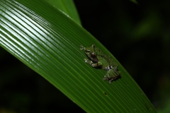 Philautus aurifasciatus