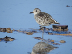 Pluvialis squatarola