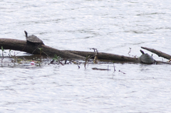 Graptemys sabinensis