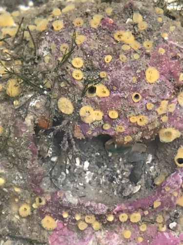 Sulphur Boring Sponge, photo 3 of 9