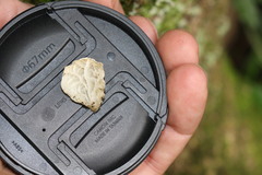 Campanella junghuhnii