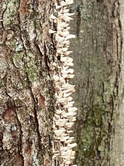Irpiciporus