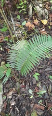 Dioon spinulosum