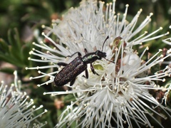 Eleale aspera