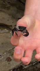 Pachygrapsus crassipes