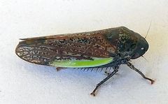 Hamana gelbata