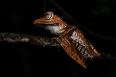 Polypedates pseudotilophus