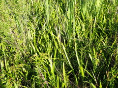 Crinum americanum