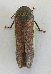 Hamana gelbata