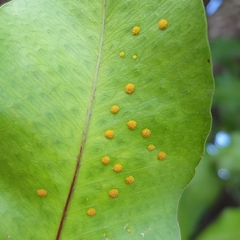 Phlebodium decumanum