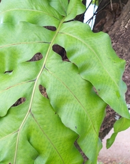 Phlebodium decumanum