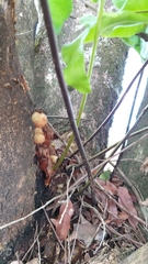 Phlebodium decumanum