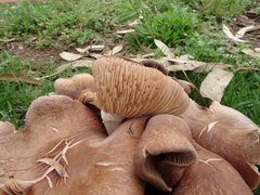 Agaricales